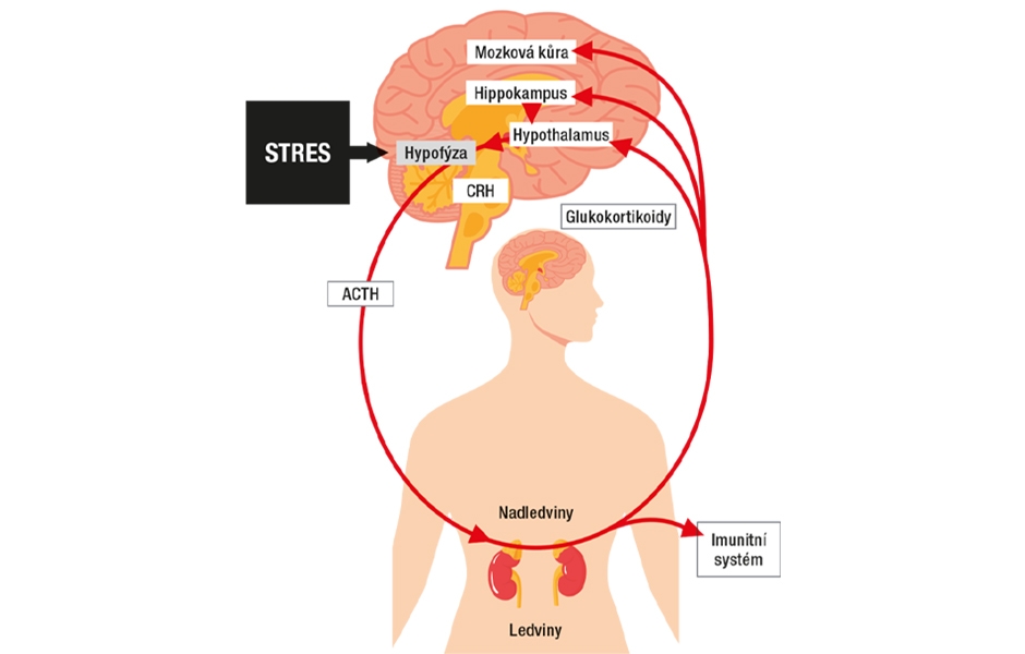 Stresová smyčka mozek – tělo