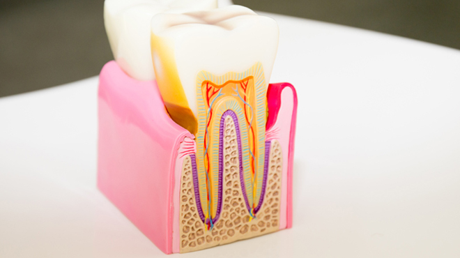 Silné zuby: Výzkumní pracovníci prozkoumali vnitřní strukturu dentinu