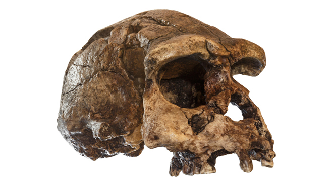 DNA ze zubního plaku ukazuje, že neandertálci používali přírodní analgetika