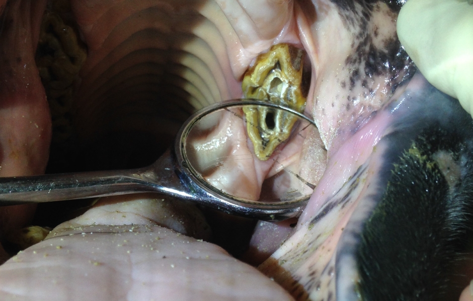 Restorativní ošetření infundibulárních kazů