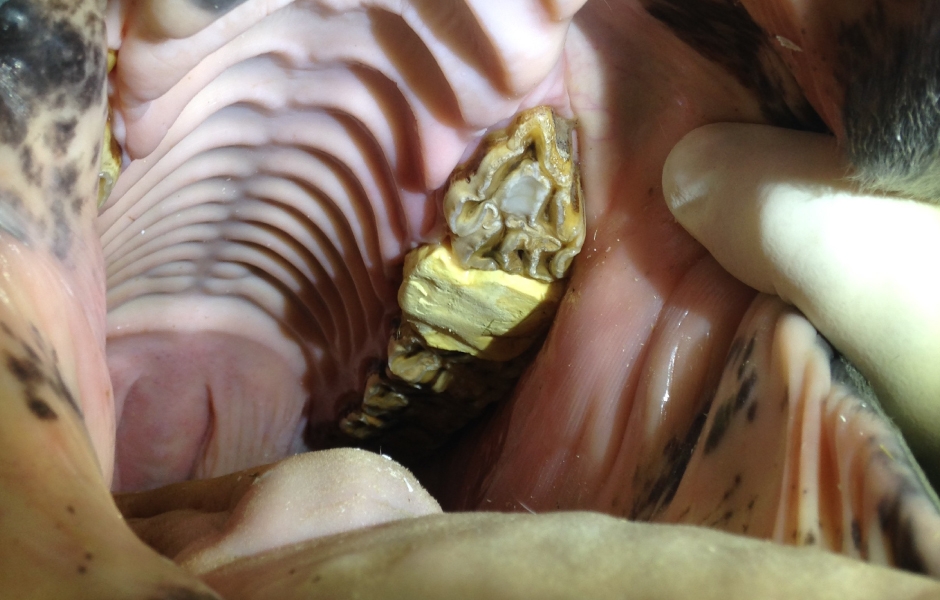 Restorativní ošetření infundibulárních kazů