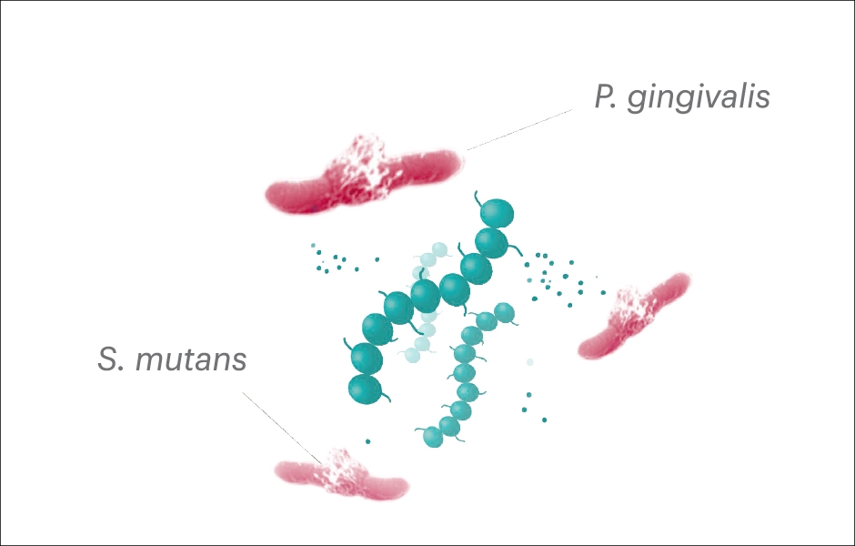Fyziologie a mikrobiologie ústního prostředí chápe ústa jako otevřený mikrobiální ekosystém