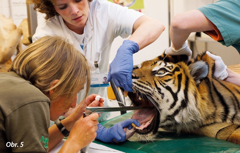 Ošetření tygra pomocí GuttaFlow (fotografie zveřejněna se svolením COLTENE)