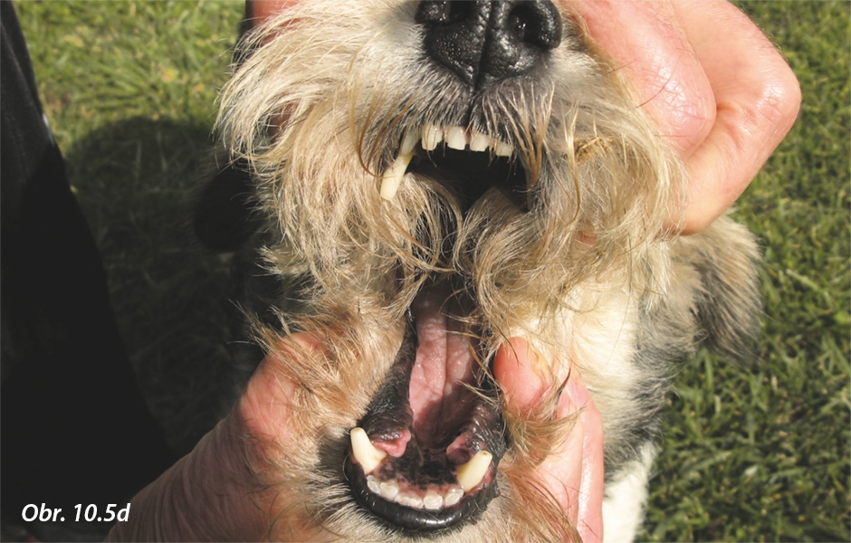 Chrup psa ako hlavne mäsožravca má výrazné špičiaky na odtrhnutie pevnejšieho sústa ťahom hlavy do strán. Moláre sústo potravy rozomelú. Rezáky sú menšie a slúžia na oddelenie mäkšieho sústa, niekedy aj trávy.